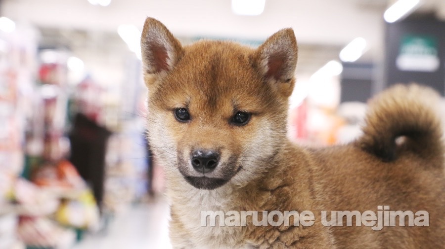 柴犬 - ペットショップ マルワン梅島 東京都足立区