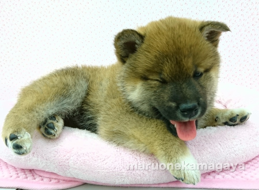 柴犬 - ペットショップ マルワン鎌ヶ谷 千葉県鎌ヶ谷市北初富