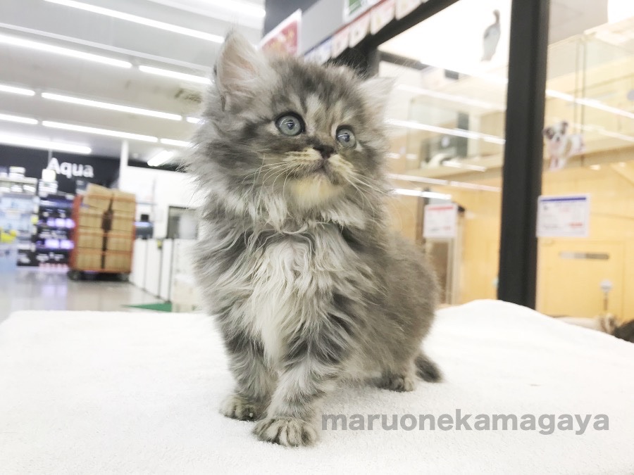 ミヌエット - ペットショップ マルワン鎌ヶ谷 千葉県鎌ヶ谷市北初富