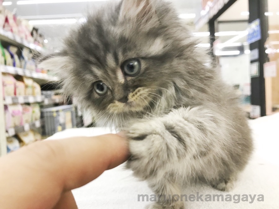 ミヌエット - ペットショップ マルワン鎌ヶ谷 千葉県鎌ヶ谷市北初富