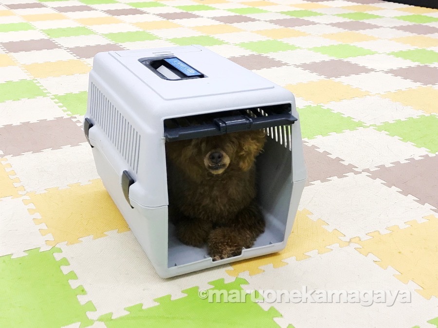 ハウストレーニングのメリット | 【わんこのしつけ】ハウストレーニングの必要性を理解しよう!:鎌ケ谷店PROJECTKUNREN VoL13