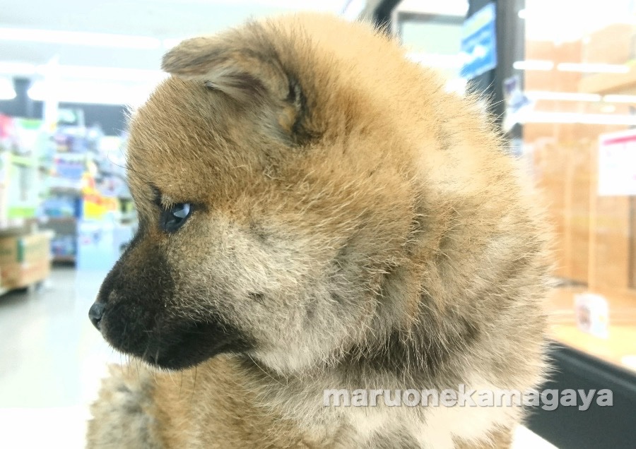 柴犬 - ペットショップ マルワン鎌ヶ谷 千葉県鎌ヶ谷市北初富