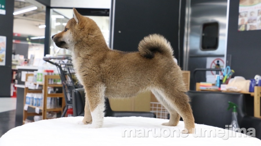 柴犬 - ペットショップ マルワン梅島 東京都足立区