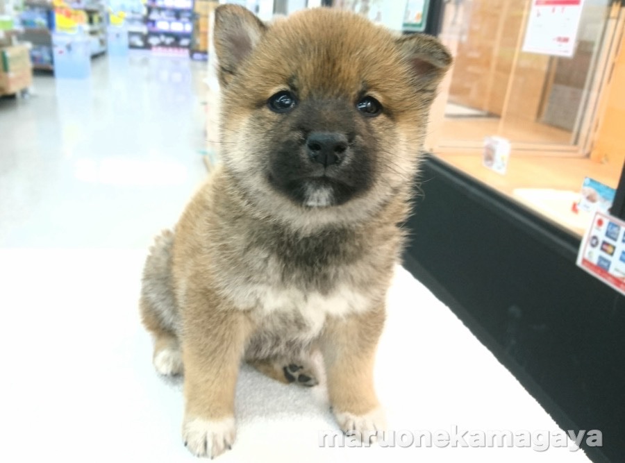 柴犬 - ペットショップ マルワン鎌ヶ谷 千葉県鎌ヶ谷市北初富
