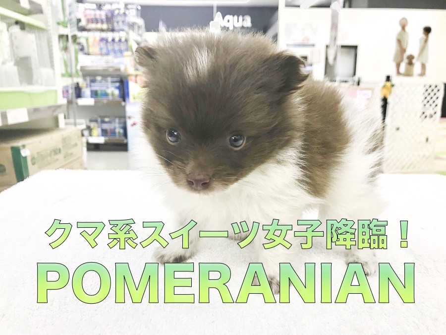 【ポメラニアン】クマ系・スイーツ女子降臨！：鎌ヶ谷店PICK UPベイビーNo.117145