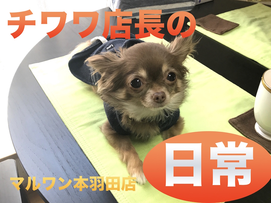 【チワワコラム】チワワ店長がレビュー!〜素晴らしさ・日常・お店の子〜:本羽田店発