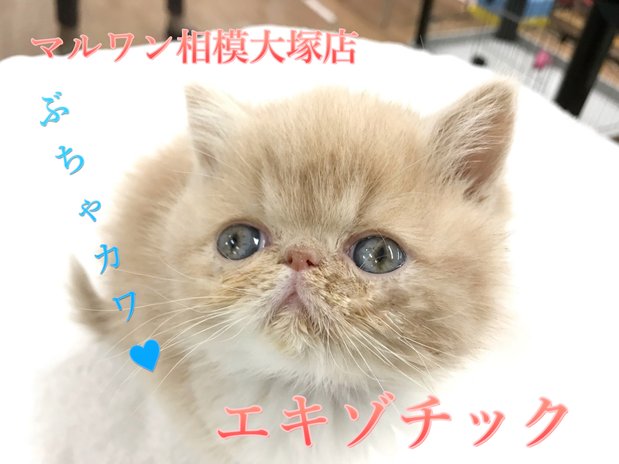 【エキゾチック】ドラマやCMでも大人気！ぶちゃカワくんが2018年の主役！？:マルワン相模大塚店Pick UpベイビーNo.814447