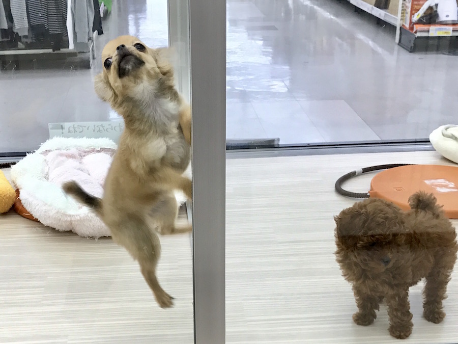 チワワ店長 - ペットショップ マルワン本羽田 東京都大田区