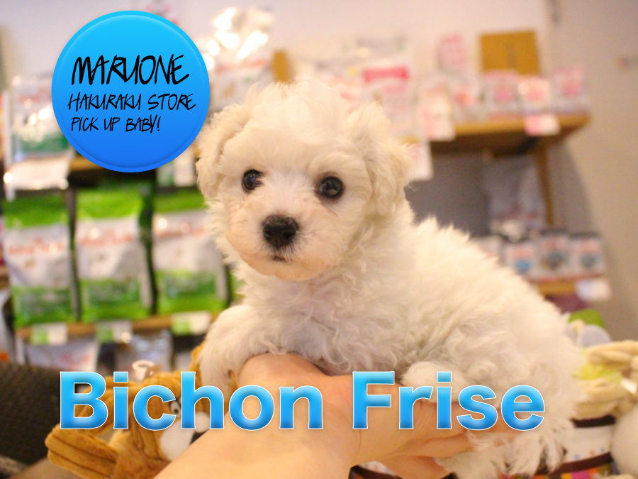 【ビション・フリーゼ】将来はアフロカット！？ふわっふわの真っ白なわたあめ犬が登場！！:マルワン白楽店ピックアップベイビー:No11547