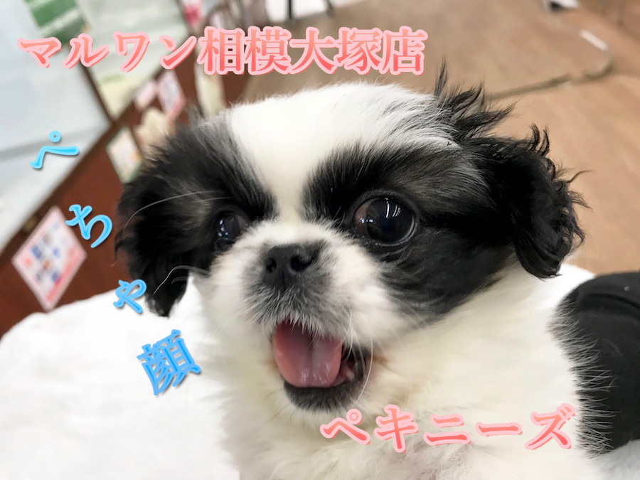 【ペキニーズ】なんじゃこの模様！？パンダカラーのペチャ顔さん♪得意技は『お・ね・が・い♪』：マルワン相模大塚店Pick UpベイビーNo.814439