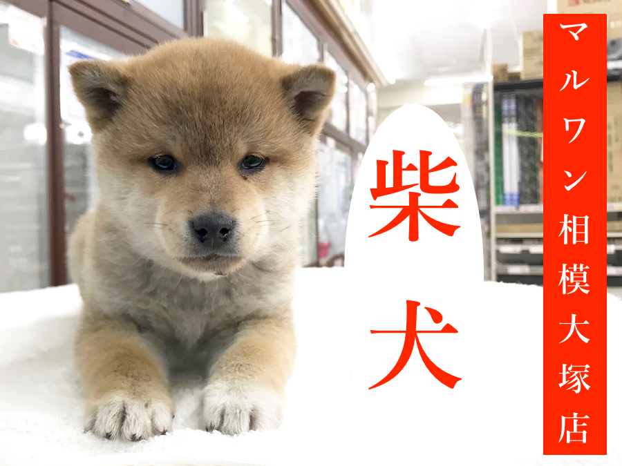 【柴犬】凛々しさと、可愛さと、頼もしさと♪コミュニケーション大好き！：マルワン相模大塚店Pick UpベイビーNo.814441