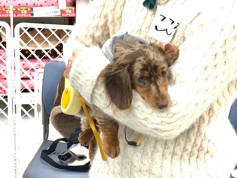 しつけ教室 - ペットショップ 鶴見店