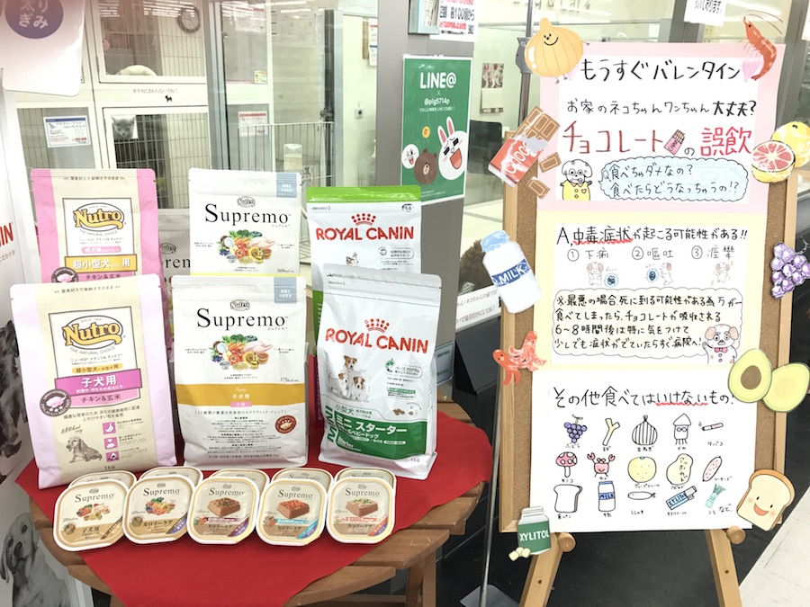 チワワ店長 - ペットショップ マルワン本羽田 東京都大田区