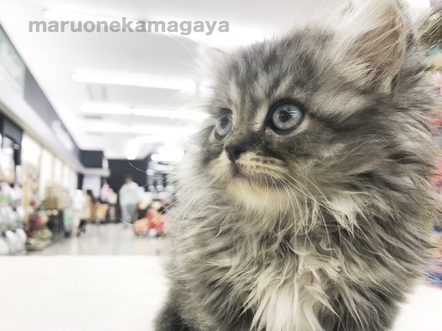 ミヌエット - ペットショップ マルワン鎌ヶ谷 千葉県鎌ヶ谷市北初富