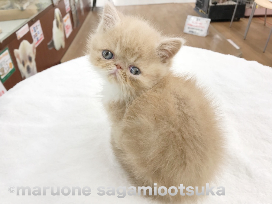 背中のお写真 | エキゾチック - ペットショップ マルワン相模大塚 神奈川県大和市