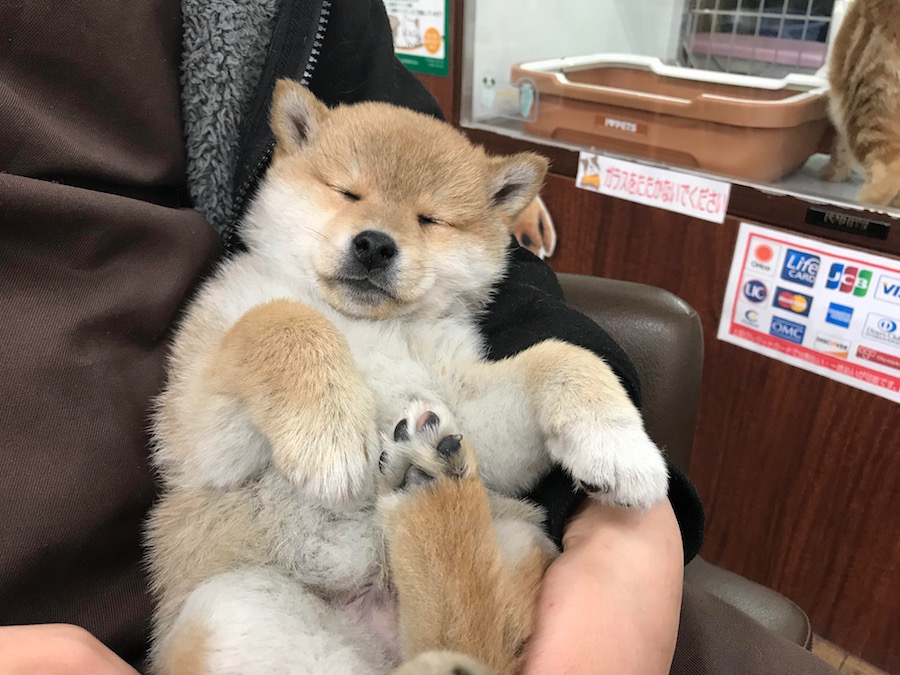 抱っこされて寝ちゃった柴くんのお写真 | 柴犬 - ペットショップ マルワン相模大塚 神奈川県大和市