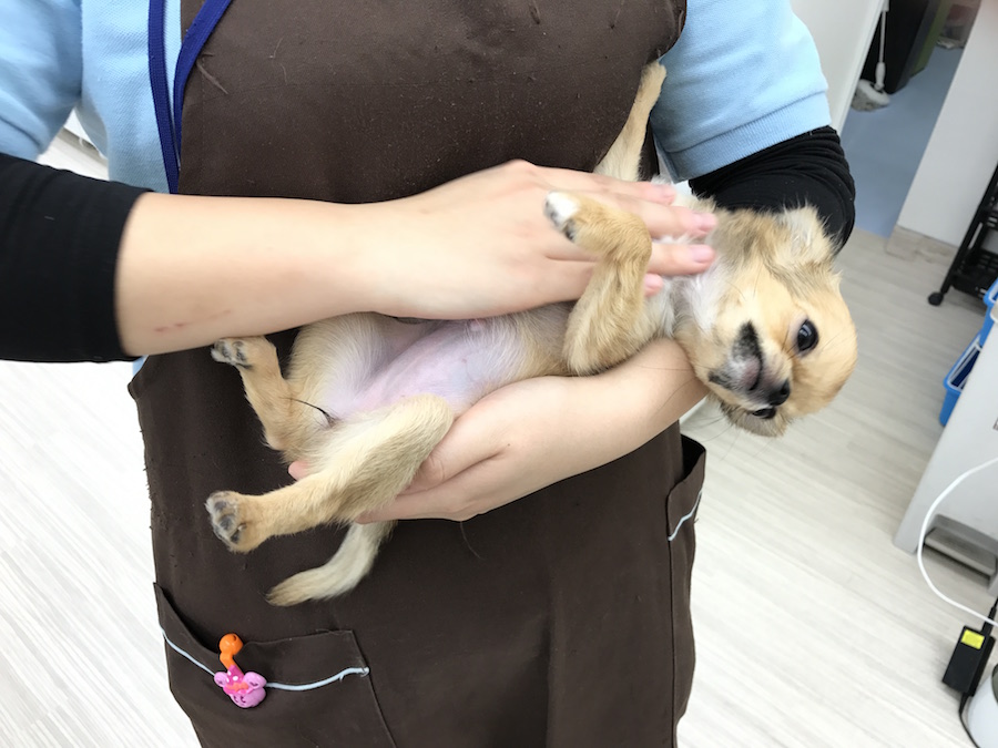 チワワ店長 - ペットショップ マルワン本羽田 東京都大田区