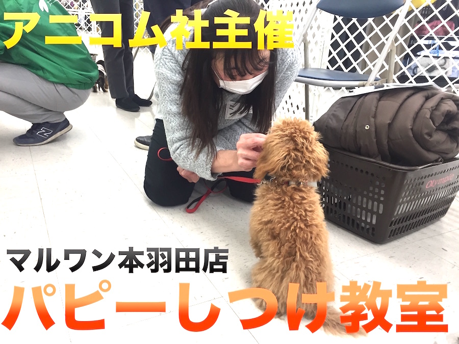 【しつけ教室】マルワン×アニコム合同イベント！本羽田店報告レポート！