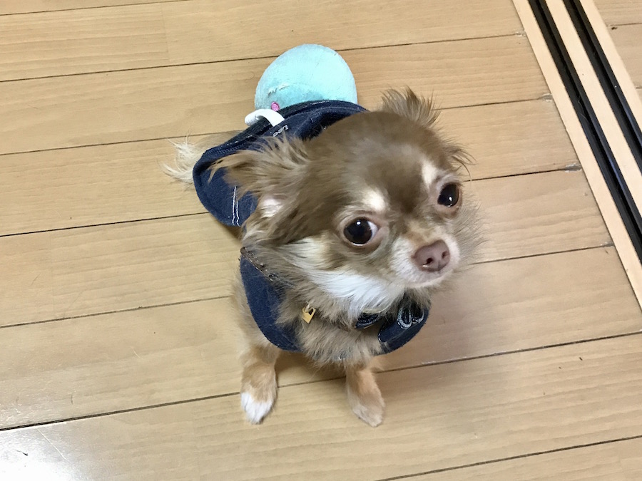 チワワ店長 - ペットショップ マルワン本羽田 東京都大田区