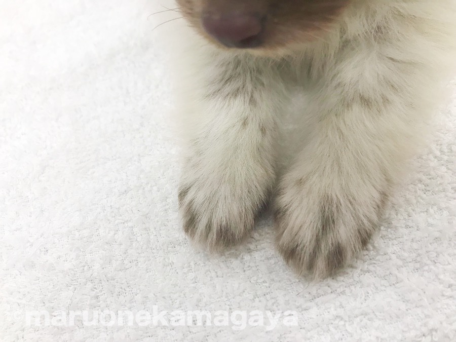 ポメラニアン - ペットショップ マルワン鎌ヶ谷 千葉県鎌ヶ谷市北初富