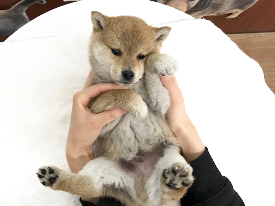 人とのコミュニケーションが大好き♪ | 柴犬 - ペットショップ マルワン相模大塚 神奈川県大和市