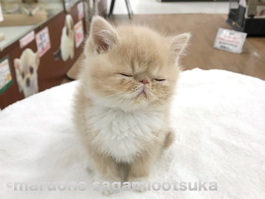寝てる顔も愛くるしい | エキゾチック - ペットショップ マルワン相模大塚 神奈川県大和市