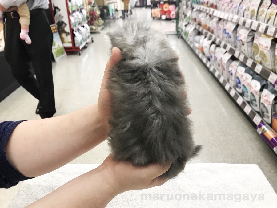 ミヌエット - ペットショップ マルワン鎌ヶ谷 千葉県鎌ヶ谷市北初富