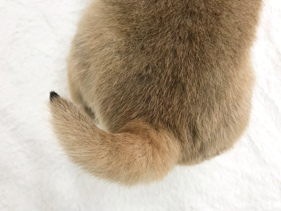 可愛いポイントは尻尾！ | 柴犬 - ペットショップ マルワン相模大塚 神奈川県大和市