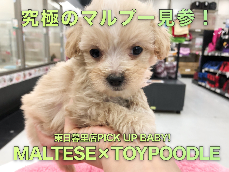 【マルチーズ×トイプードル】これぞマルプー！色良し！ルックス丸顔！極上ミルクティーカラーが登場！：東日暮里店No.014201