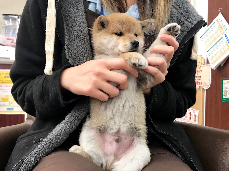 とにかく人に触ってもらうのが大好き♪ | 柴犬 - ペットショップ マルワン相模大塚 神奈川県大和市