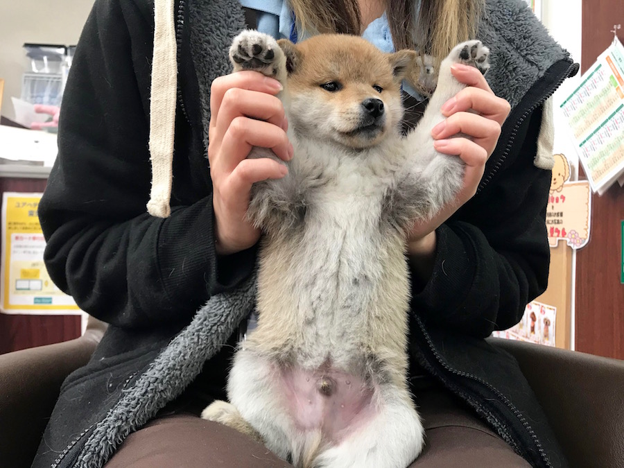 抱っこして万歳ポーズ！ | 柴犬 - ペットショップ マルワン相模大塚 神奈川県大和市