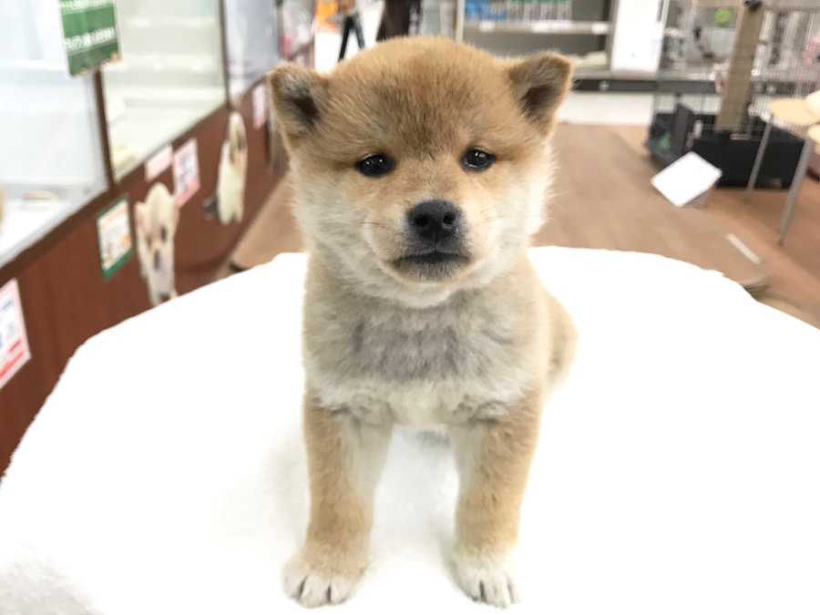 ジッと見つめるつぶらな瞳、黒々とした鼻、ピンっと立った耳は日本犬ならではの凛々しさ | 柴犬 - ペットショップ マルワン相模大塚 神奈川県大和市