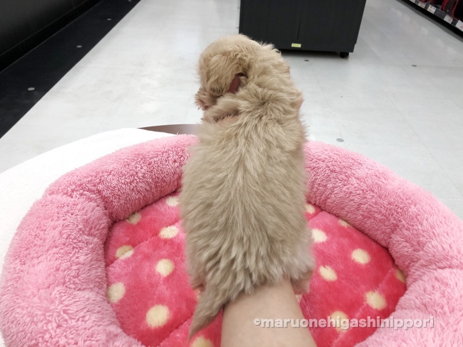 MIX犬（マルチーズ×トイプードル） - ペットショップ マルワン東日暮里 東京都荒川区