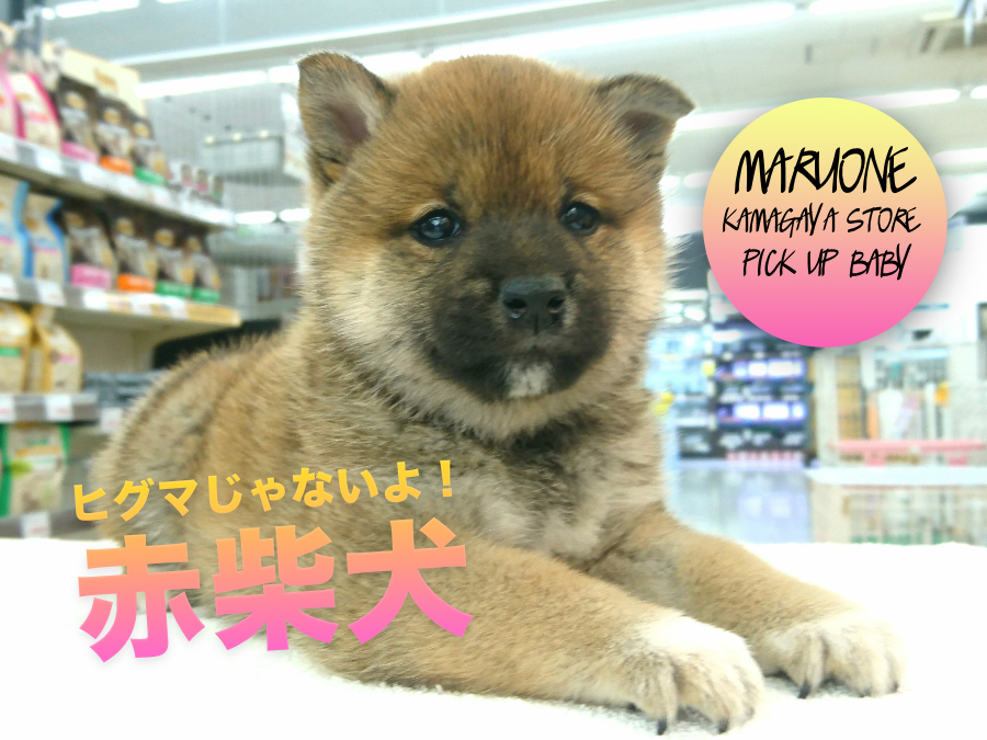 【柴犬】ムチムチボディーの理想的和犬の登場!:鎌ヶ谷店PICK UPベイビー117142