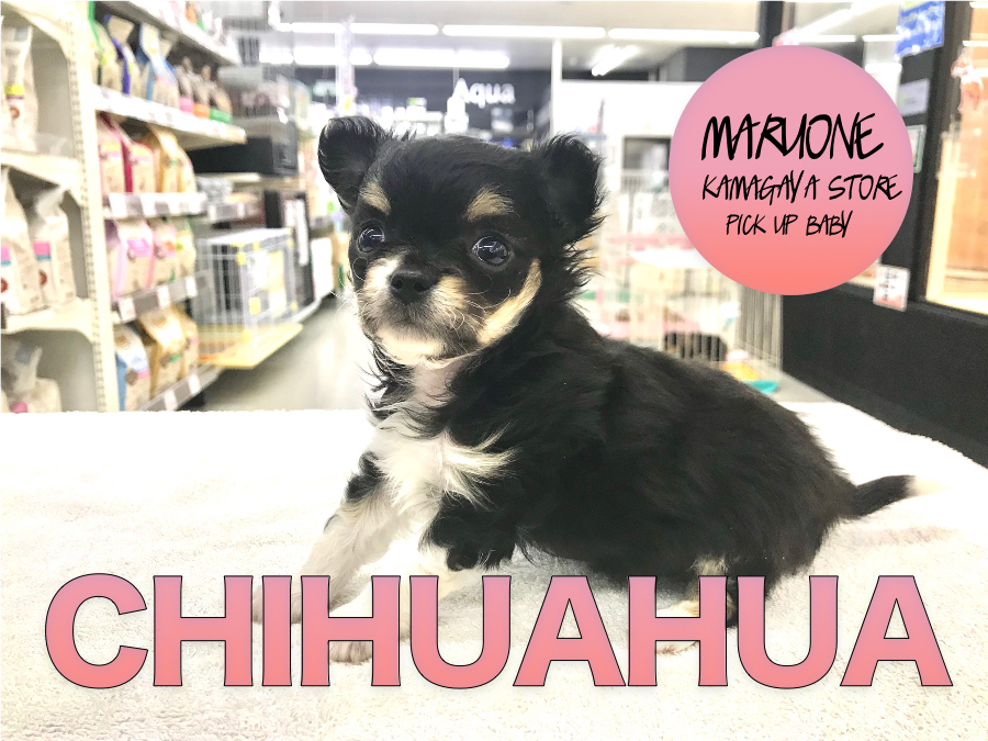 【チワワ】クウネルアソブが得意技！元気っ子がやってきたぞおおおおお！：鎌ヶ谷店PICK UPベイビー！No.117140