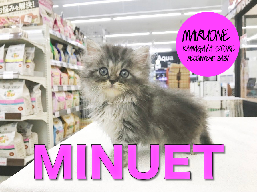 【ミヌエット】爆速閲覧推奨！麗しきエレガントキャットがやってきた！：鎌ヶ谷店オススメベイビーNo.171141