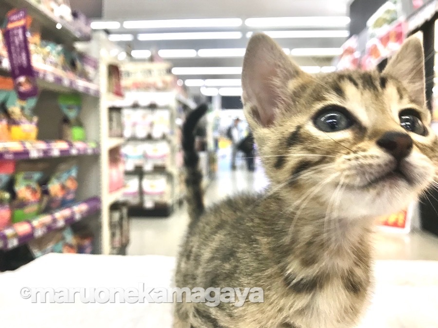 ベンガル - ペットショップ マルワン鎌ヶ谷 千葉県鎌ヶ谷市北初富