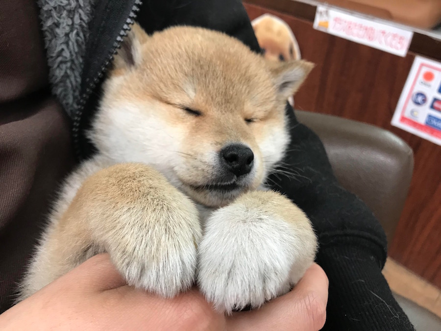 抱っこされて寝ちゃった柴くんのお写真 | 柴犬 - ペットショップ マルワン相模大塚 神奈川県大和市