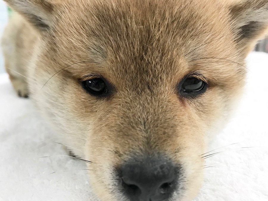 柴犬は身体もしっかりしていてアクティブに遊びたい方には最高の相棒 | 柴犬 - ペットショップ マルワン相模大塚 神奈川県大和市