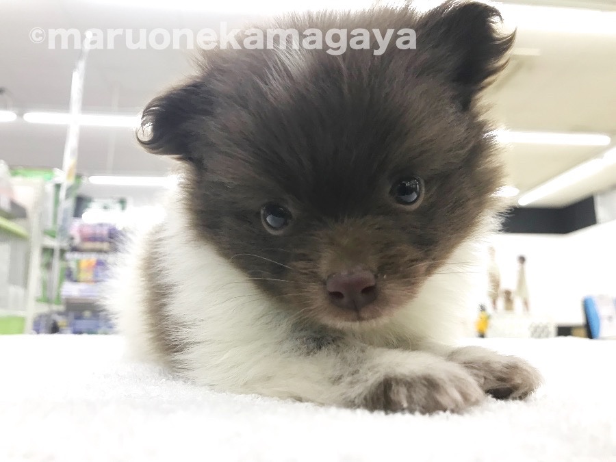 ポメラニアン - ペットショップ マルワン鎌ヶ谷 千葉県鎌ヶ谷市北初富