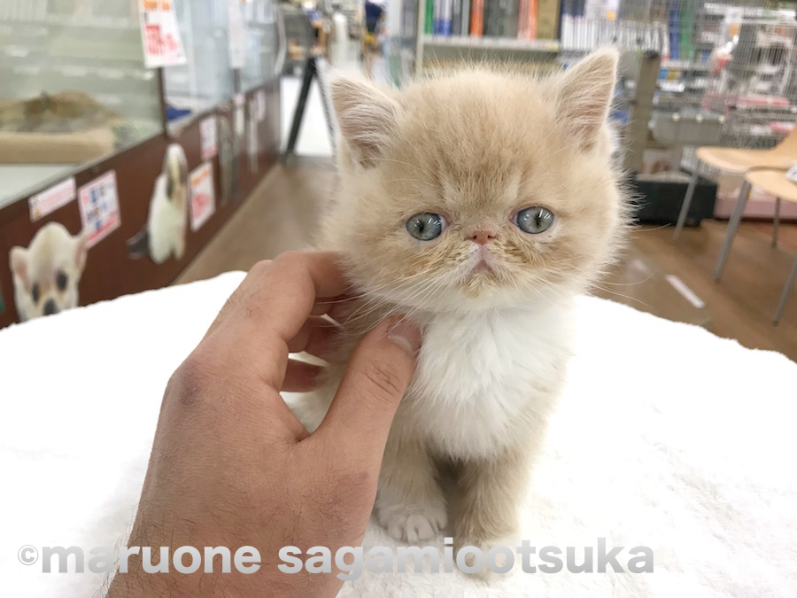 ジーッと見つめてくる | エキゾチック - ペットショップ マルワン相模大塚 神奈川県大和市