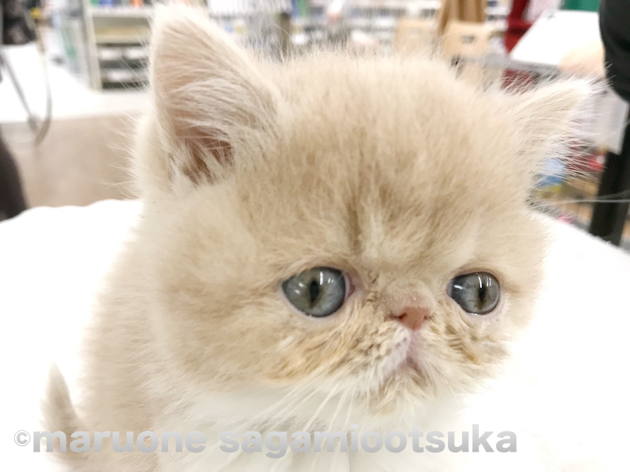 ぶちゃカワフェイス♪ | エキゾチック - ペットショップ マルワン相模大塚 神奈川県大和市