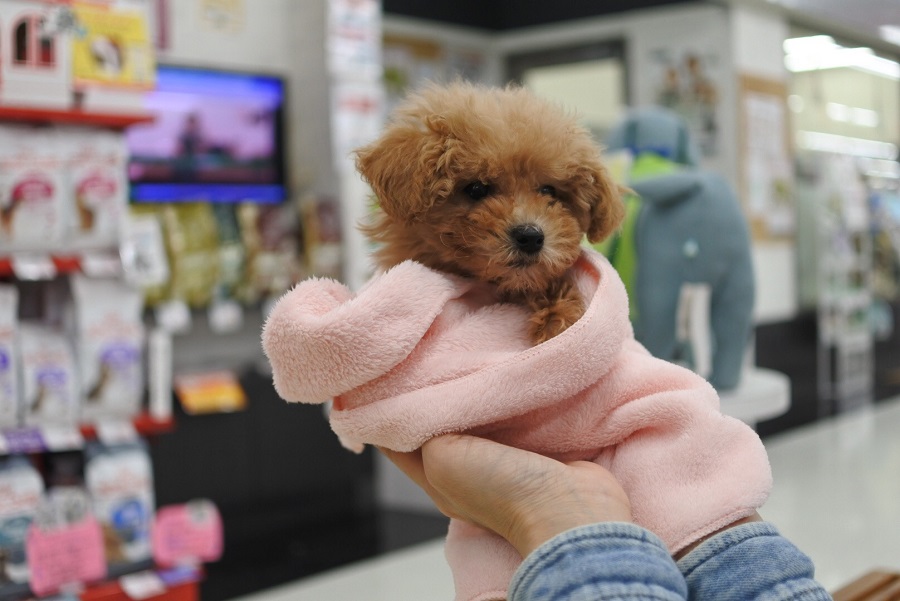 トイ・プードル - ペットショップ マルワン港北ニュータウン 神奈川県横浜市都筑区