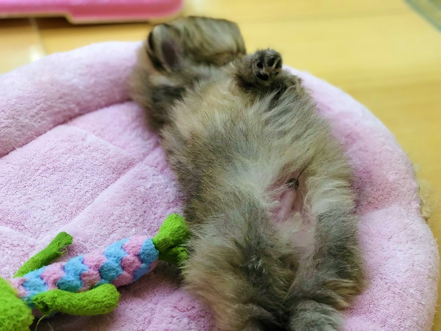 この態勢でフリーズ、、、笑 | ポメラニアン - ペットショップ ペッツワン城山 神奈川県相模原市