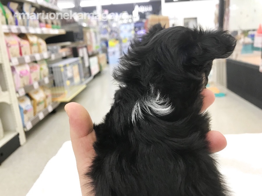 チワワ - ペットショップ マルワン鎌ヶ谷 千葉県鎌ヶ谷市北初富