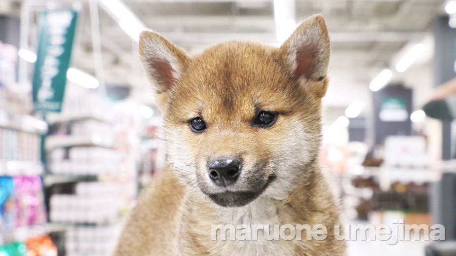 柴犬 - ペットショップ マルワン梅島 東京都足立区