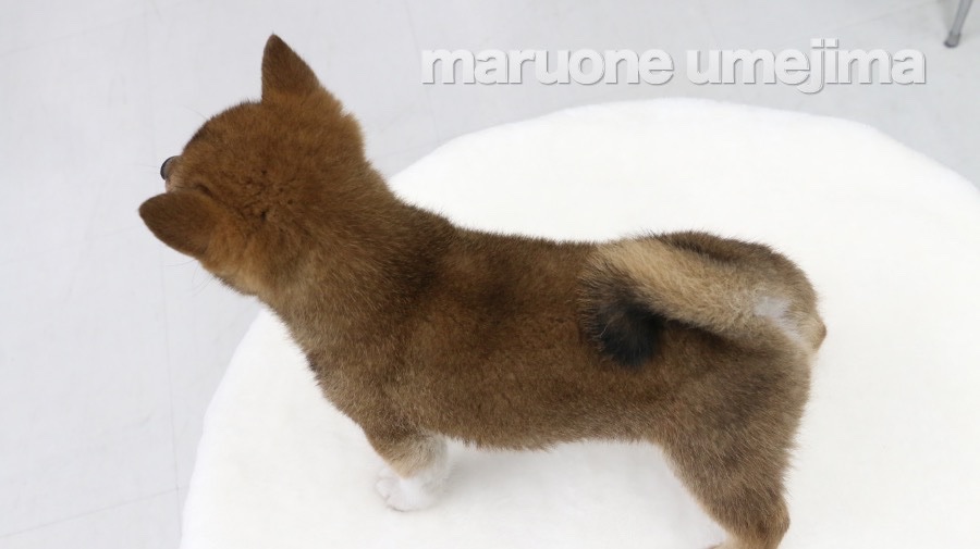 柴犬 - ペットショップ マルワン梅島 東京都足立区