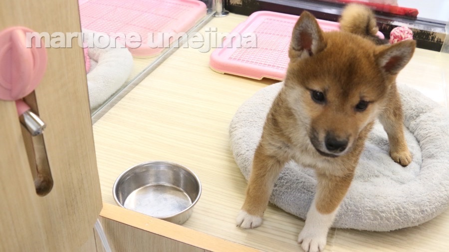 柴犬 - ペットショップ マルワン梅島 東京都足立区