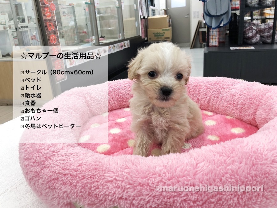 MIX犬（マルチーズ×トイプードル） - ペットショップ マルワン東日暮里 東京都荒川区