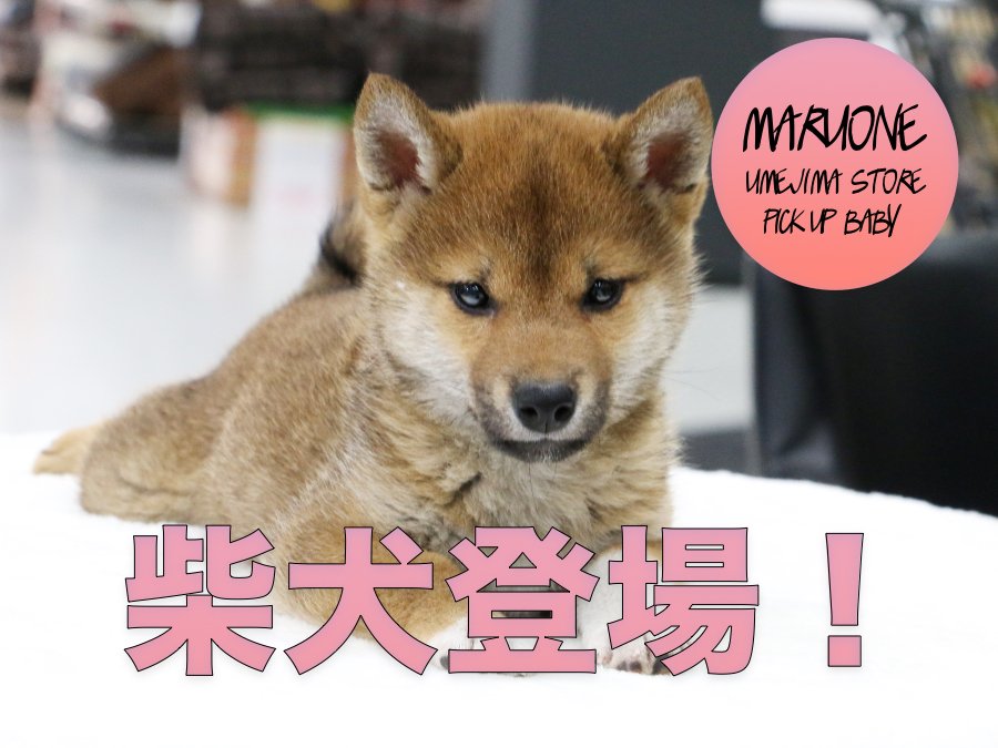 【柴犬】クールなルックスでも陽気な性格!赤柴ちゃんのレビュー!:梅島店PICK UPベイビー!No.119095